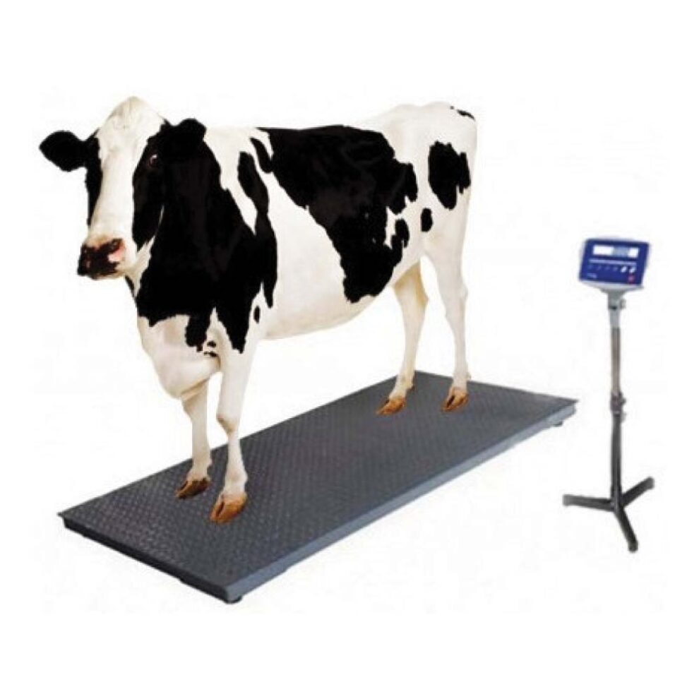 Cattle Weight Scale Without Bar (Buffalo Cow Bull) Dairyman Best